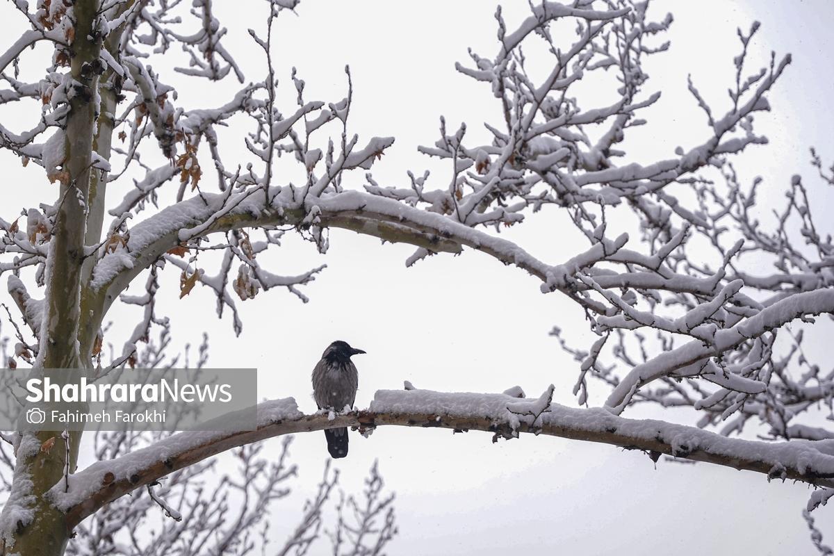 بارش باران و برف در اکثر نقاط کشور از شنبه تا سه&zwnj;شنبه (۱۶ اسفند ۱۴۰۴)