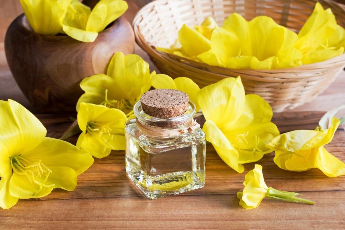 روغن گل مغربی چه فوایدی دارد؟