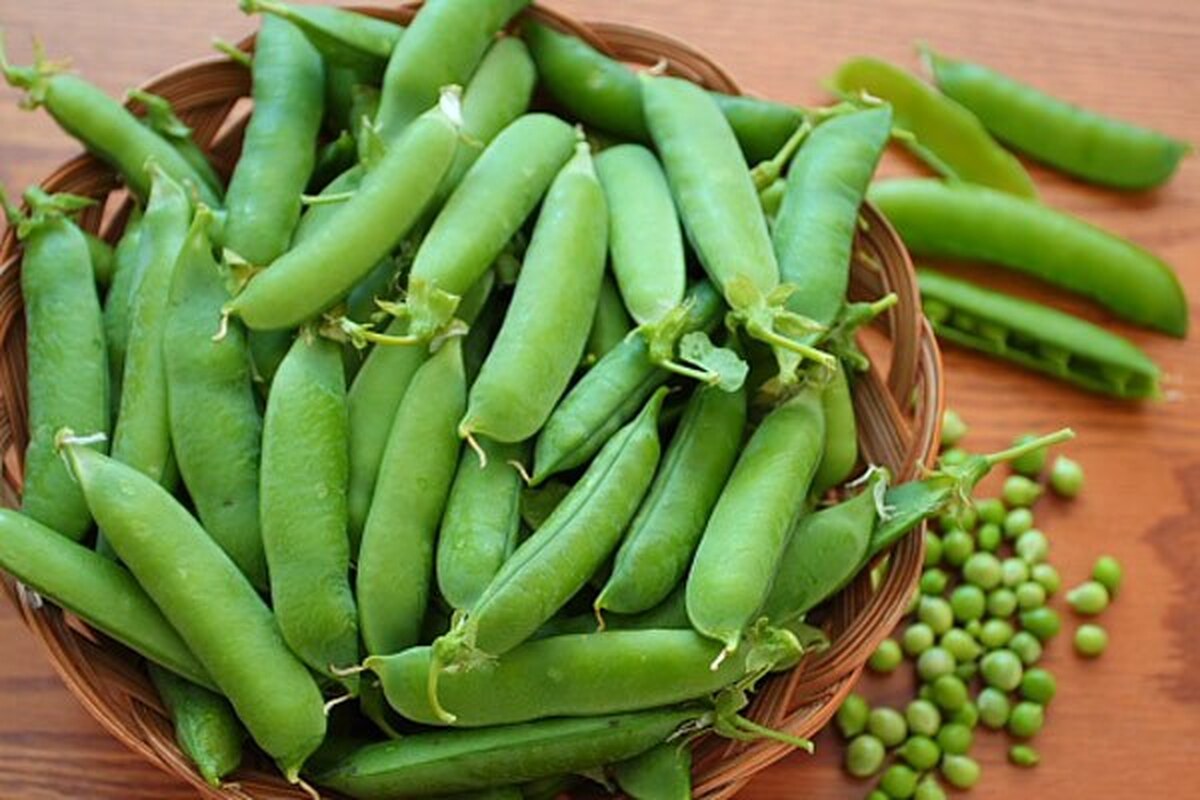 اتحادیه بارفروشان مشهد جدول قیمت انواع میوه و صیفی جات در میادین تره بار مشهد را اعلام کرد.