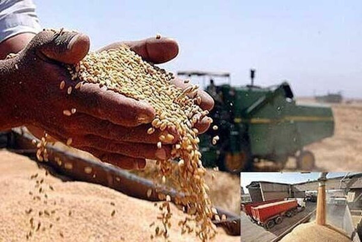 آغاز خرید تضمینی گندم در خراسان رضوی + ساعت کاری مراکز خرید گندم (۱۶ اردیبهشت ۱۴۰۴)