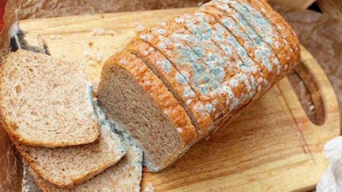 تمام غذای کپک‌زده دورریز است