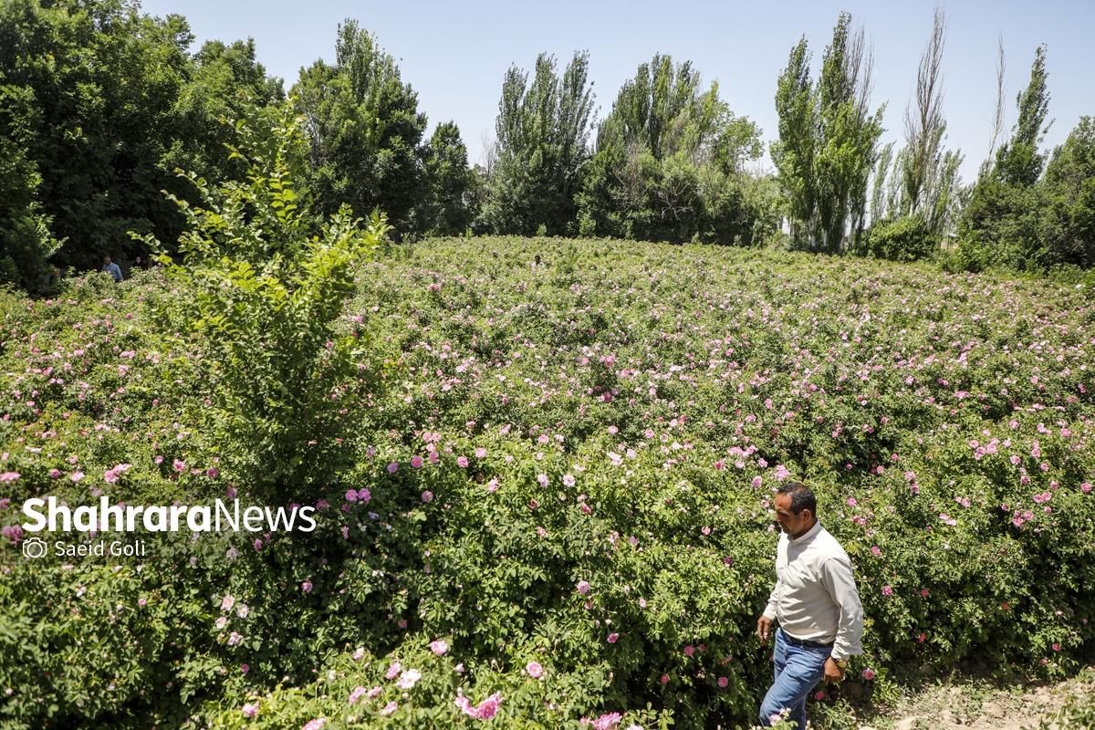 گزارش تصویری | جشن گل‌های محمدی روستای فرخد خراسان رضوی