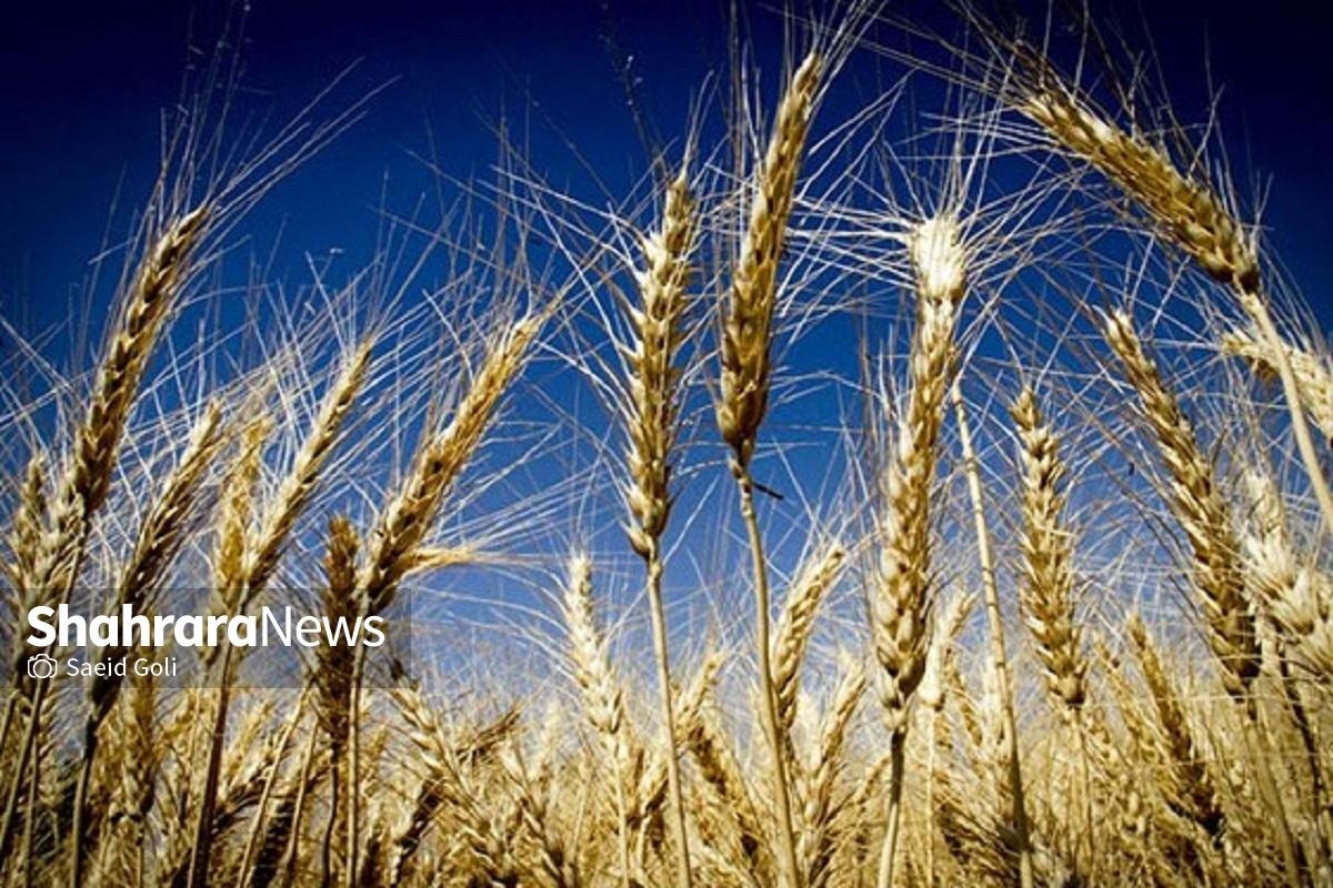 خرید تضمینی گندم در خراسان رضوی از مناطق جنوبی استان آغاز شد (۲۲ اردیبهشت ۱۴۰۴)