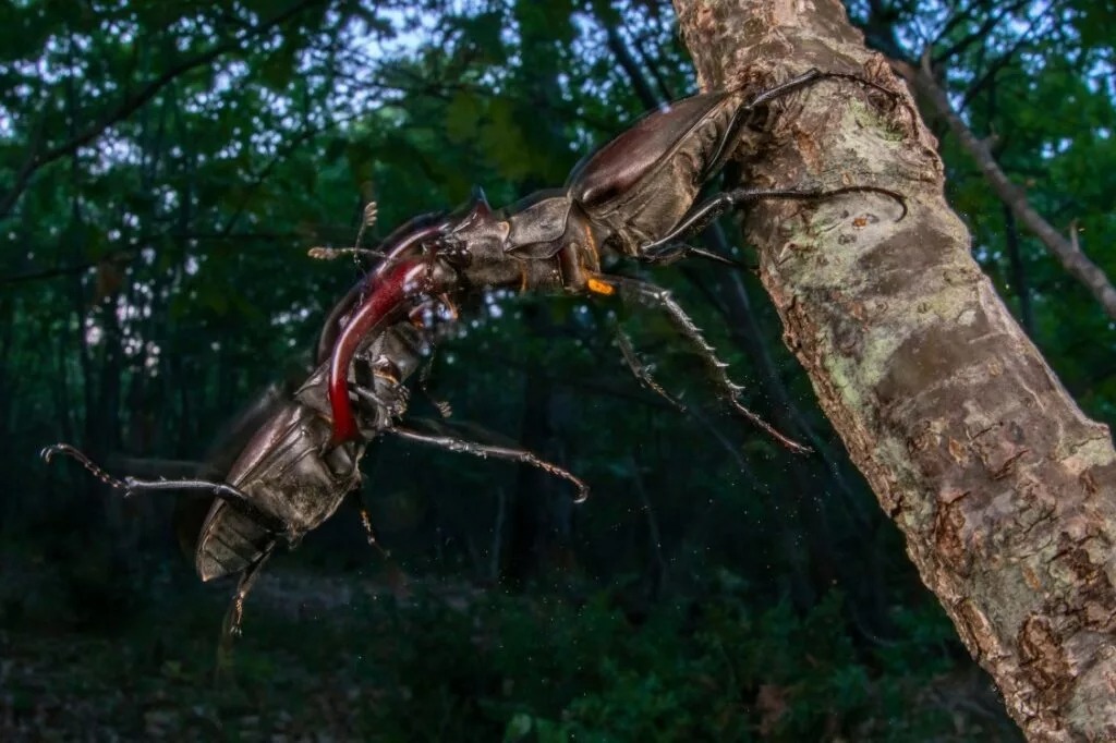 برندگان مسابقه عکاسی محیطزیست ۲۰۲۵ + شرح عکسها برندگان مسابقه عکاسی محیطزیست ۲۰۲۵ + شرح عکسها