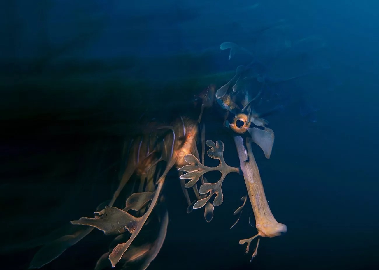 برندگان مسابقه عکاسی محیطزیست ۲۰۲۵ + شرح عکسها برندگان مسابقه عکاسی محیطزیست ۲۰۲۵ + شرح عکسها