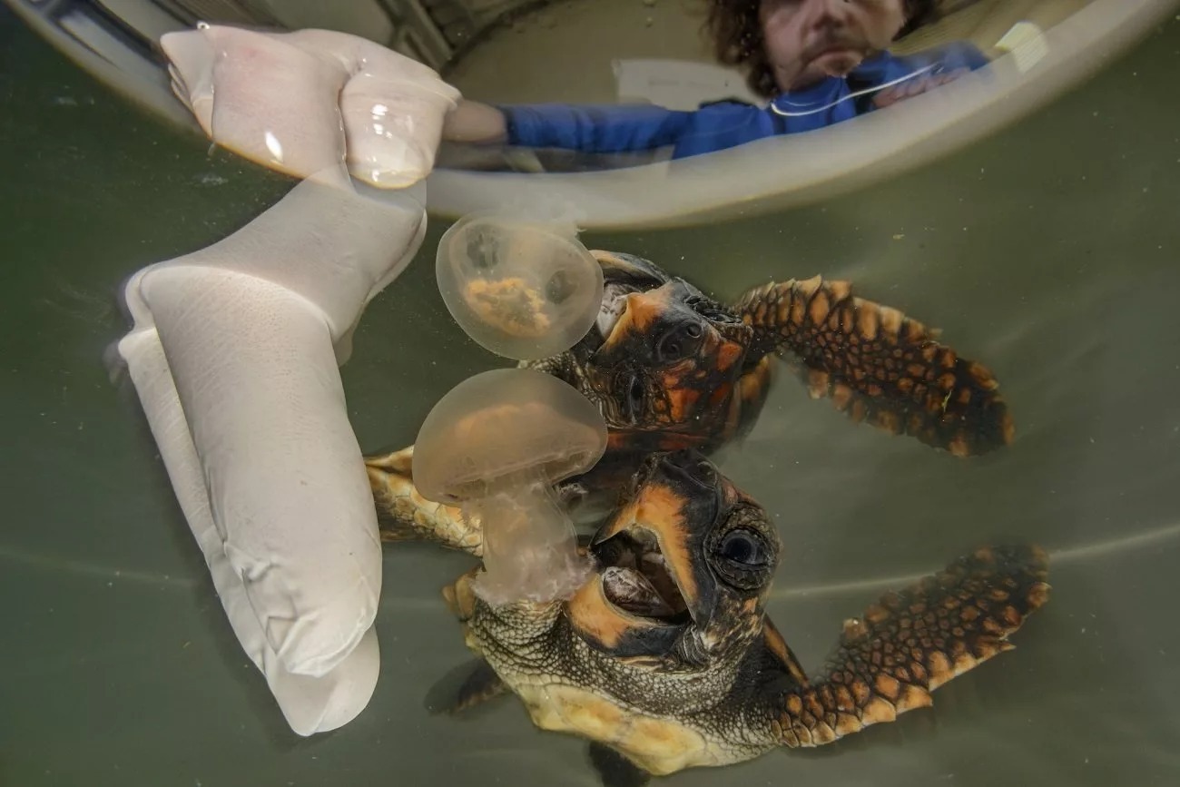 برندگان مسابقه عکاسی محیط‌زیست ۲۰۲۵ + شرح عکس‌ها