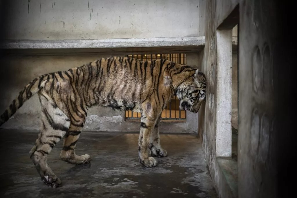 برندگان مسابقه عکاسی محیط‌زیست ۲۰۲۵ + شرح عکس‌ها