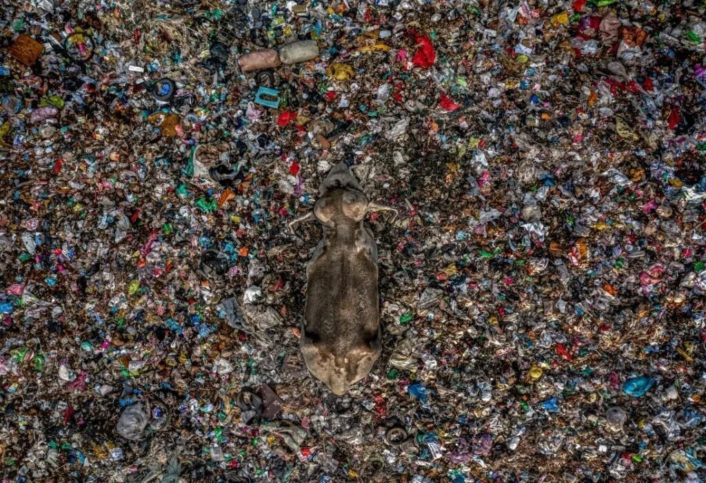 برندگان مسابقه عکاسی محیطزیست ۲۰۲۵ + شرح عکسها برندگان مسابقه عکاسی محیطزیست ۲۰۲۵ + شرح عکسها