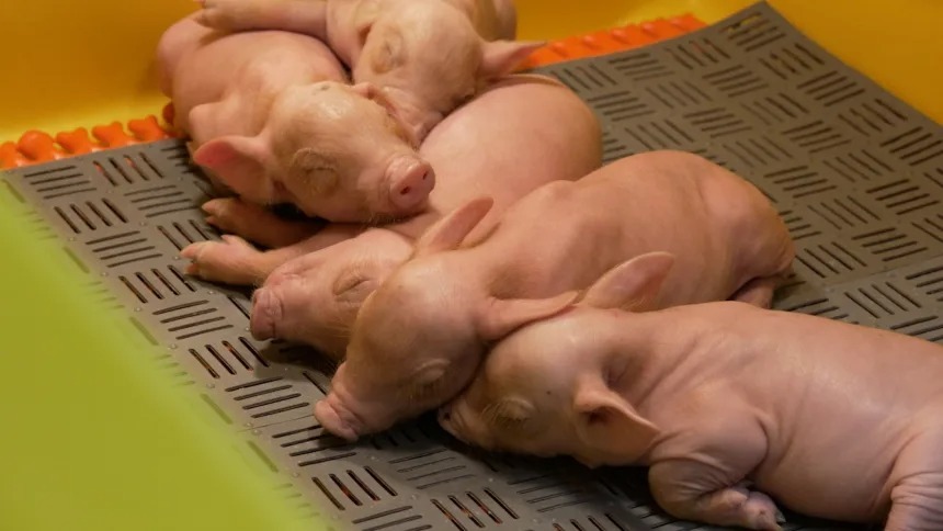 هدیه زندگی: تاریخچه تصویری پیوند عضو هدیه زندگی: تاریخچه تصویری پیوند عضو