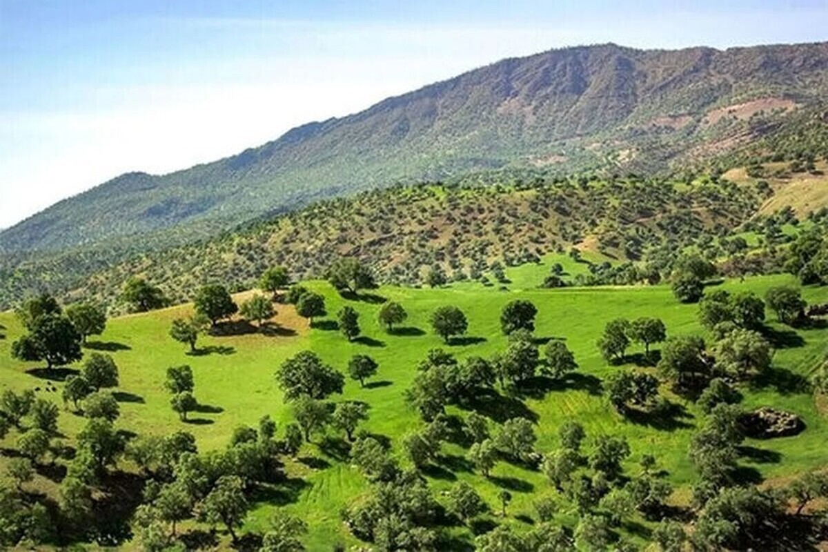 معاون امور جنگل سازمان منابع طبیعی و آبخیزداری گفت: دارای تعارضات قانونی هستیم و پای مجلس شورای اسلامی باید در مسایل مربوط به مدیریت پایدار زاگرس باز شود.