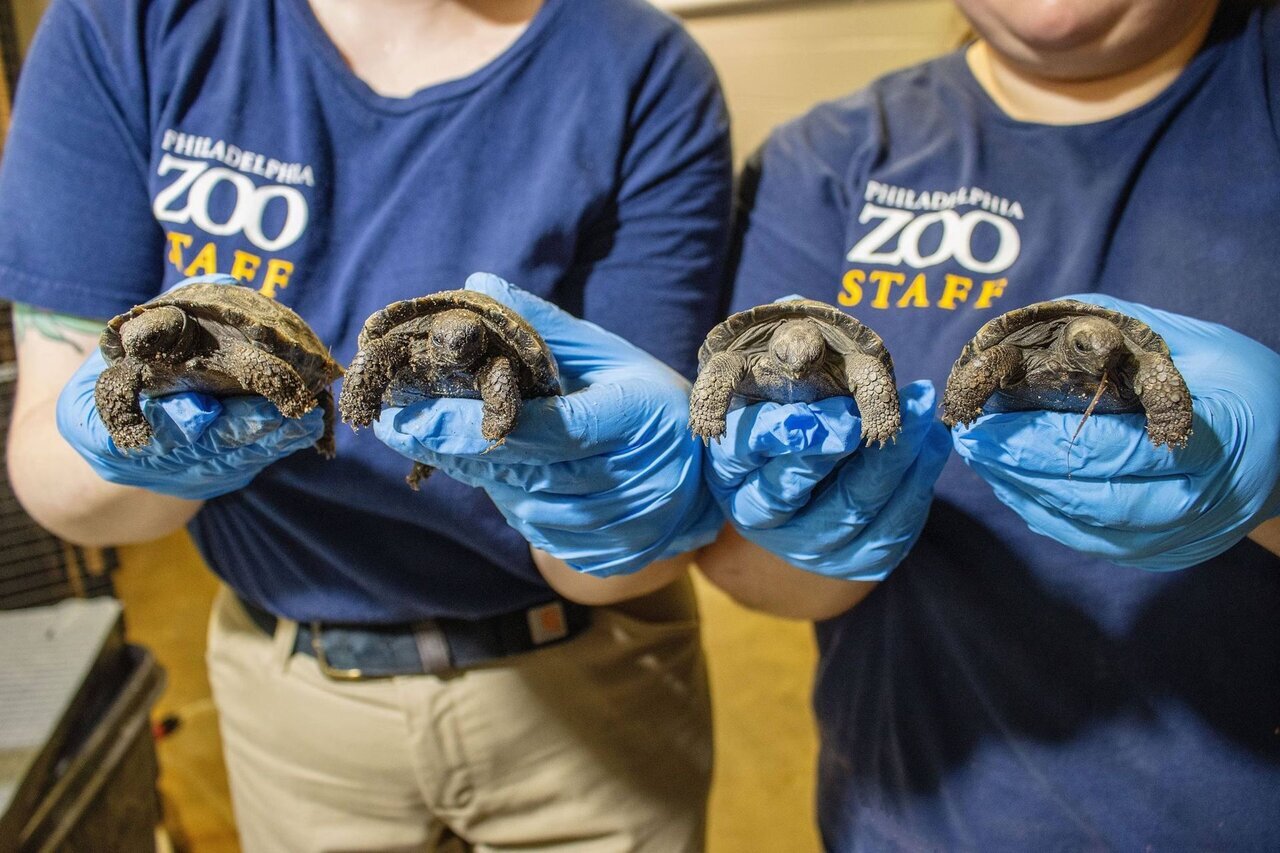 لاکپشت غولپیکر صد ساله برای نخستینبار مادر شد + عکس لاکپشت غولپیکر صد ساله برای نخستینبار مادر شد + عکس