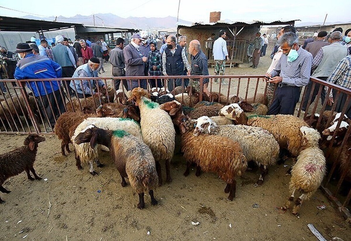 مدیرعامل اتحادیه صنعت دامپروری خراسان رضوی گفت: به منظور حفظ سلامت شهروندان در خصوص پیشگیری از بیماری‌های مشترک انسان و دام و همچنین خرید گوسفند به طور مستقیم و بدون واسطه از دامدار برای رفاه حال شهروندان، اتحادیه صنعت دامپروری استان برای اولین بار اقدام به عرضه مستقیم دام زنده در محل بازار دام خود واقع در کشتارگاه صنعتی کوهان مشهد کرده است.