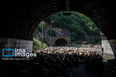 گزارش تصویری | «جاده چالوس» گذرگاه بهاری عشایر