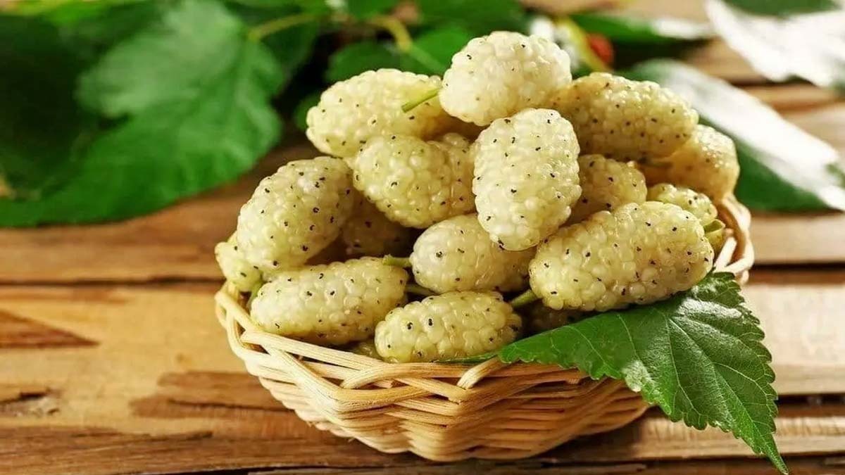 با خواص شگفت‌انگیز توت سفید آشنا شوید!