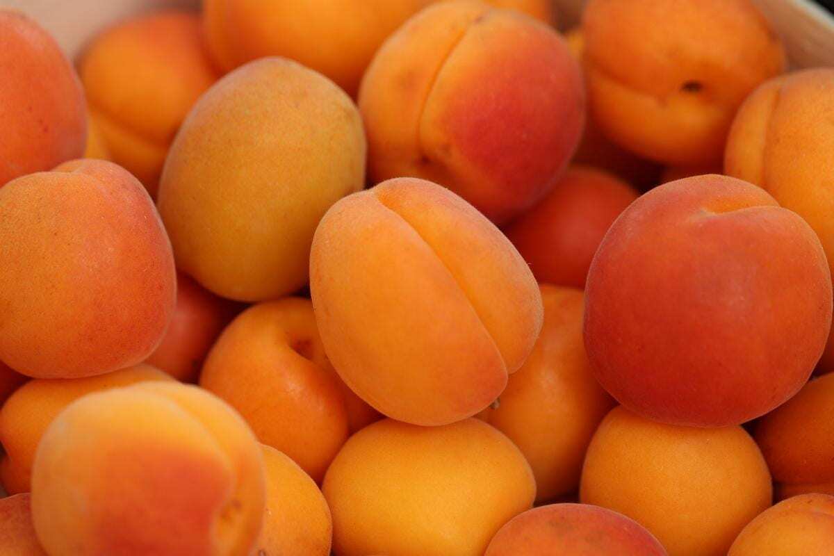 اتحادیه بارفروشان مشهد نرخ عمده‌فروشی میوه و صیفی‌جات در میادین تره‌بار مشهد را اعلام کرد.