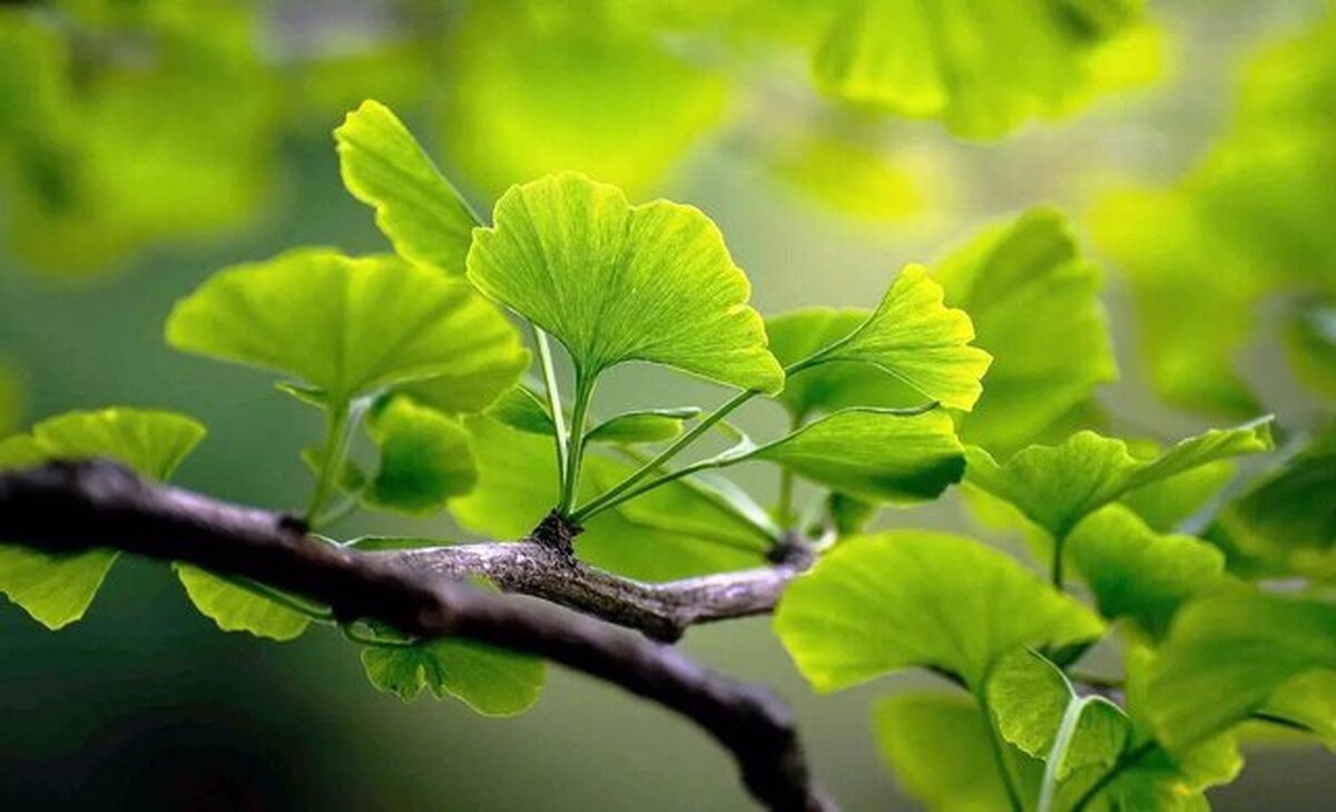رگ‌های واریسی ساق پای حدود ۳۰ درصد از بزرگسالان به آنان یادآوری می‌کند که خون، گاهی اوقات به جای اینکه به قلب برگردد، در رگ‌ها جمع می‌شود. وقتی جریان خون کند می‌شود، لخته‌ها تشکیل می‌شوند و در موارد نادر، به ریه‌ها یا مغز می‌روند، اما برگ‌های این درخت می‌توانند گردش خون را بهبود بخشیده و از لخته شدن خون جلوگیری کنند.