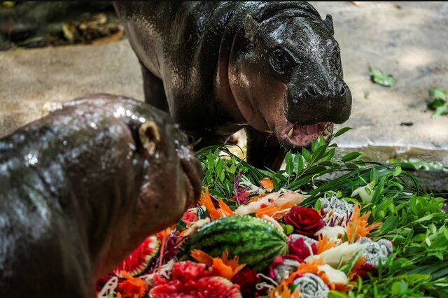 هجوم طرفداران به جشن تولد اسبآبی مشهور در تایلند هجوم طرفداران به جشن تولد اسبآبی مشهور در تایلند