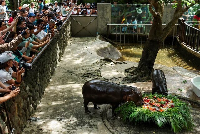 هجوم طرفداران به جشن تولد اسبآبی مشهور در تایلند هجوم طرفداران به جشن تولد اسبآبی مشهور در تایلند