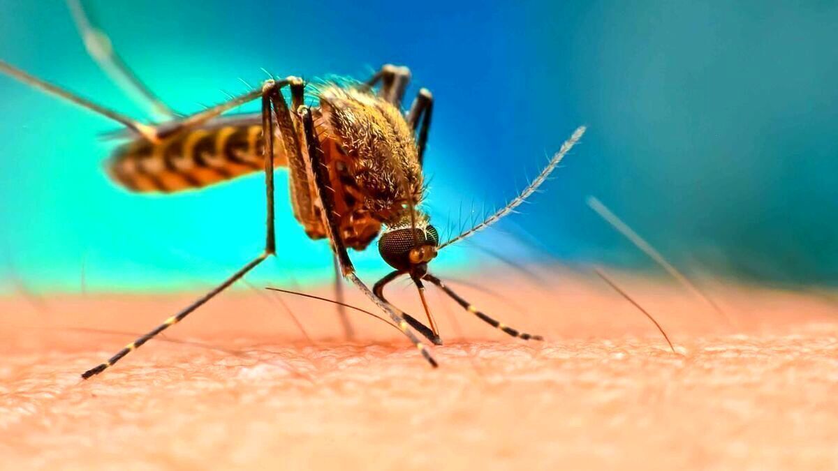 جدیدترین آمار نظام مراقبت بیماری‌های واگیر، از افزایش موارد ابتلا به تب دنگی به ۲۷۷ مورد در کشور حکایت دارد. وزارت بهداشت اعلام کرده است که پشه آئدس، عامل انتقال بیماری تب دنگی، در تمامی نقاط استان گیلان صید شده است.