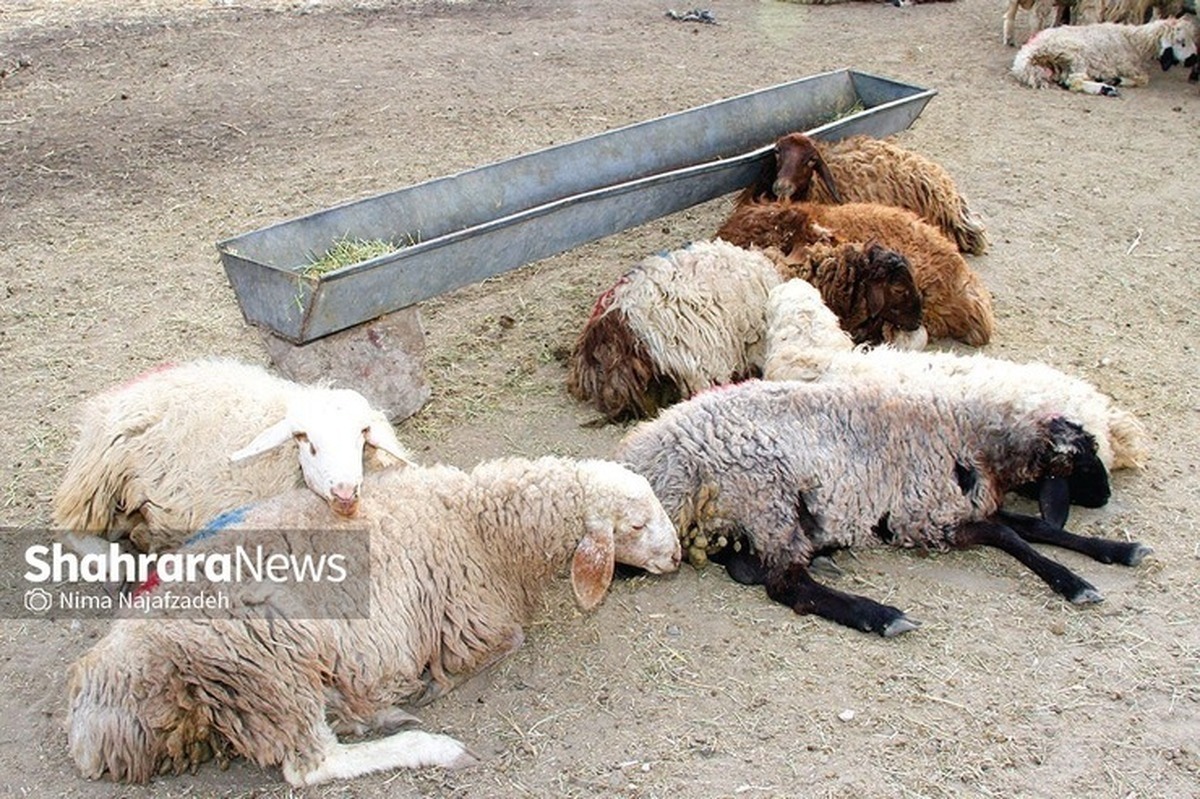 مدیرعامل اتحادیه دام‌سبک با بیان اینکه قیمت کنونی هر کیلو دام زنده در تهران ۳۲۰ هزار تومان و شهرستان ۲۸۰ تا ۲۹۰ هزار تومان اعلام شده است، گفت: کمبودی در عرضه دام و گوشت قرمز وجود ندارد.