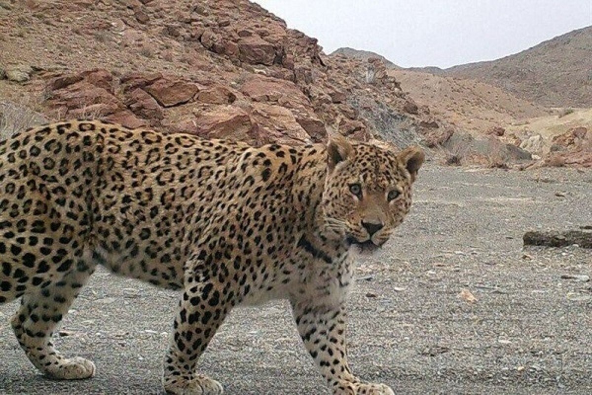 جست‌وخیز پلنگ ایرانی و ۲ توله‌اش در پارک ملی بموی استان فارس را مشاهده می‌کنید.
