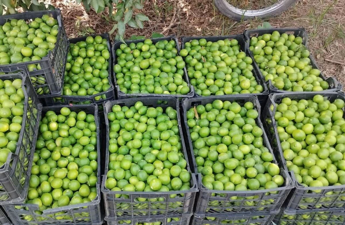 اتحادیه بارفروشان مشهد نرخ عمده‌فروشی انواع میوه و صیفی‌جات در میادین تره‌بار را اعلام کرد.