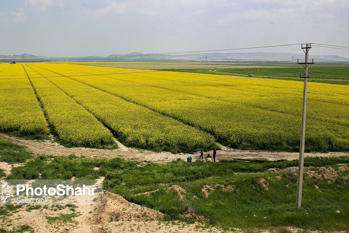 رئیس اداره امور اراضی سازمان جهاد کشاورزی خراسان رضوی از رفع تداخلات اراضی در سطح استان و تثبیت بیش از ۱.۷ میلیون هکتار اراضی ملی در این استان خبر داد.
