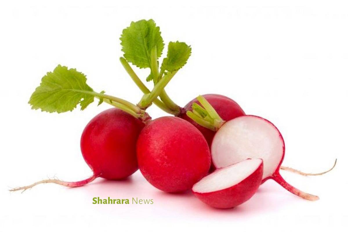 حتما شما هم بعضی از بچه‌ها را که علاقه‌ای به استفاده از سبزی‌خوردن در کنار وعده‌های غذایی خود ندارند، دیده‌اید. این رفتار درست و مناسبی برای داشتن بدنی سالم و پرانرژی نیست.