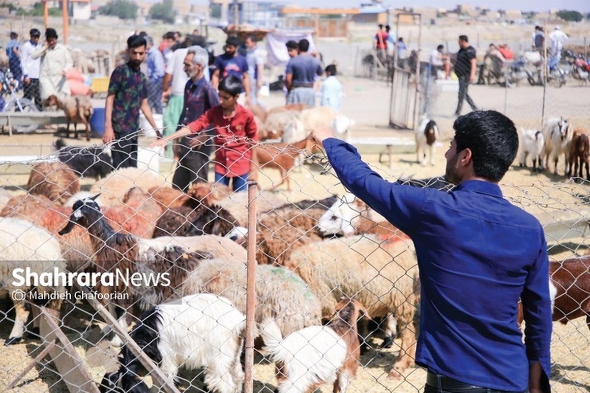 افشین دادرس، رئیس اتحادیه دام سبک گفت: مقصر کشتار دام مولد دامدار نیست، مسئولان مقصرند، مسؤل محترم نگذار اتفاقات ۱۴۰۱ درباره کشتار دام های مولد امسال تکرار شود.