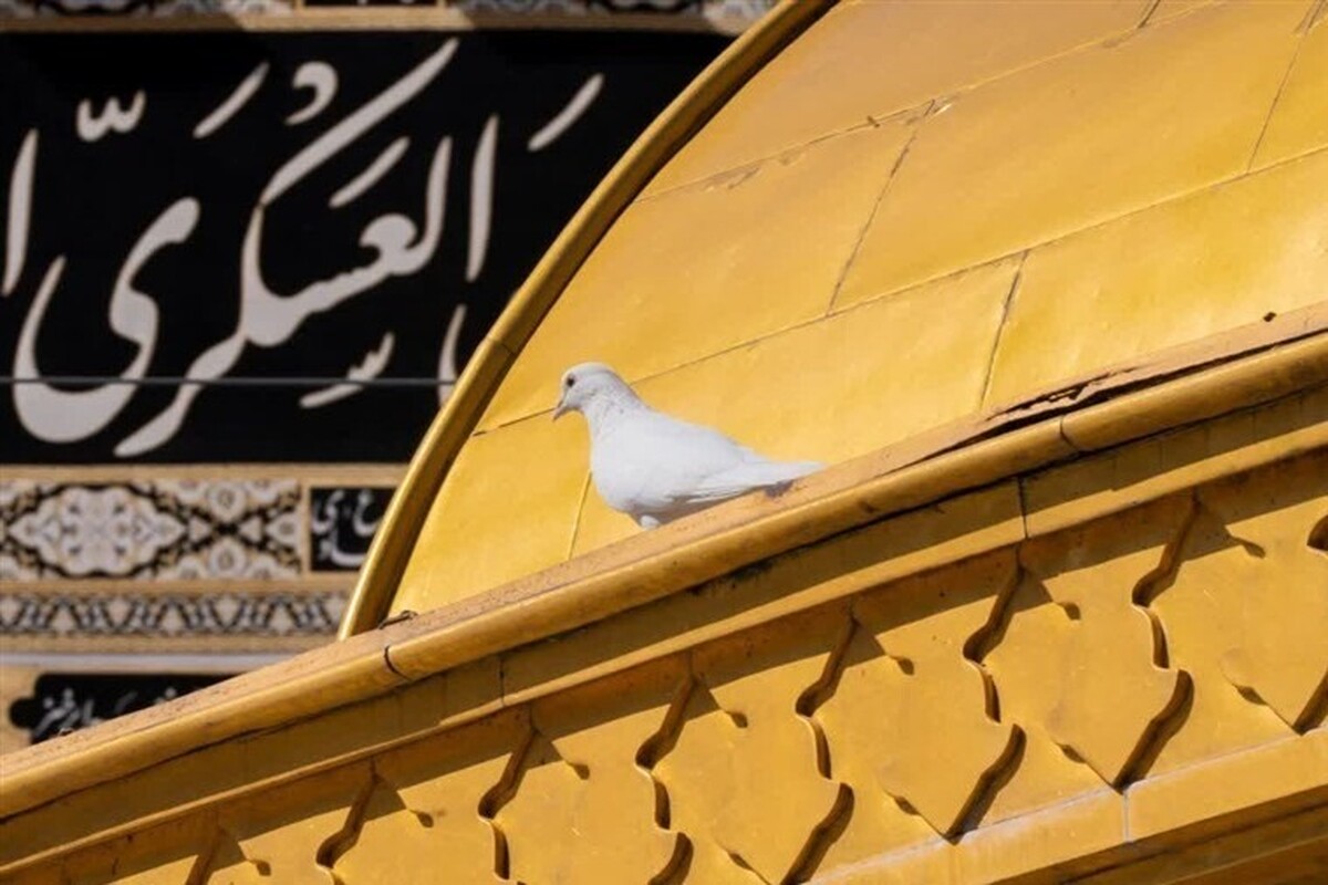 در سالروز شهادت امام حسن عسکری (ع)، صحن‌ها و رواق‌های حرم مطهر رضوی غرق در سوگ و عزاست و زائران و مجاوران با برپایی مراسم عزاداری، عشق و ارادت خود را به اهل‌بیت عصمت و طهارت (ع) ابراز می‌کنند.