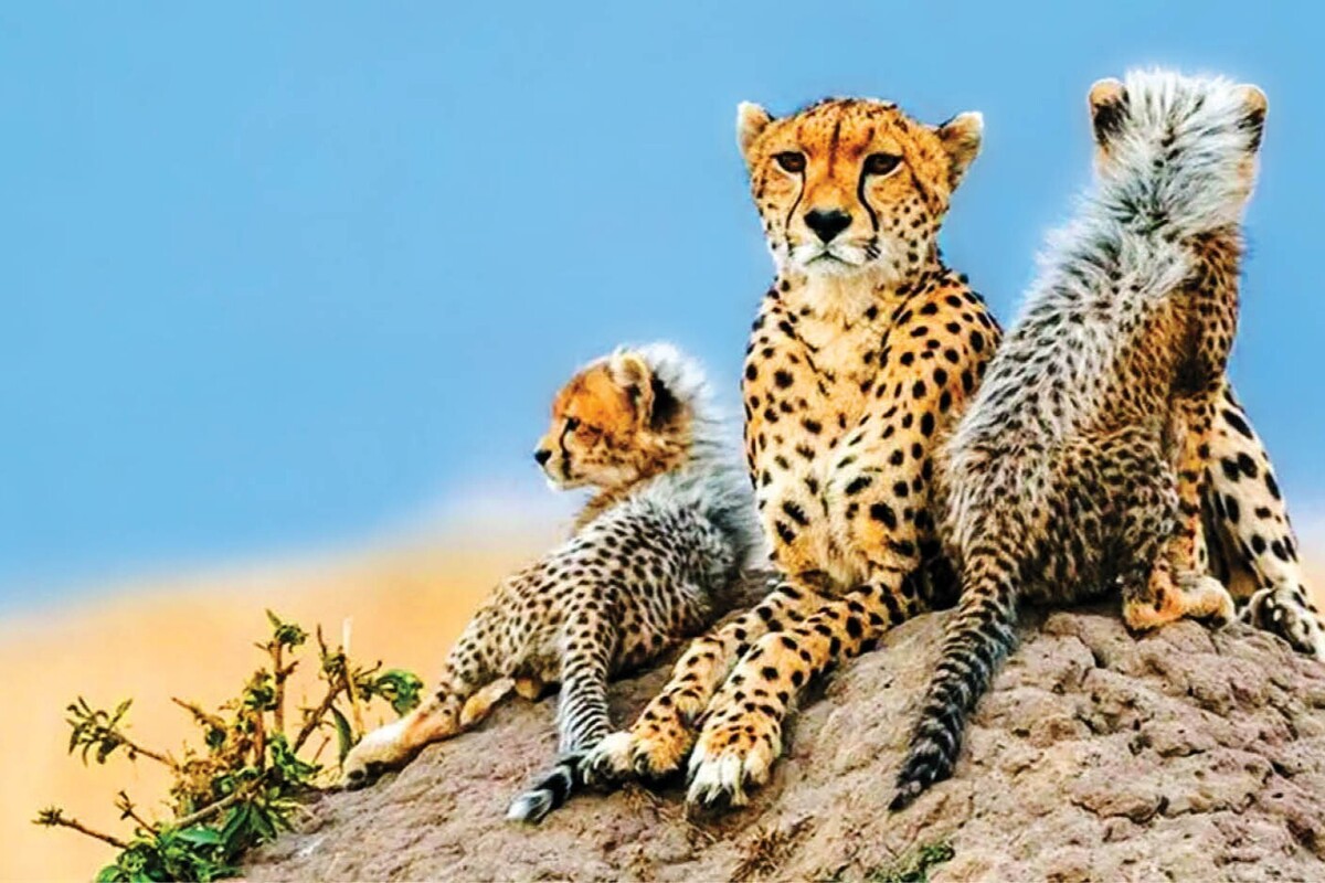 همزمان با روز ملی یوز ایرانی، ۲ قلاده یوز در شمال‌شرق پناهگاه حیات‌وحش نایبندان طبس مشاهده و تصویربرداری شد.