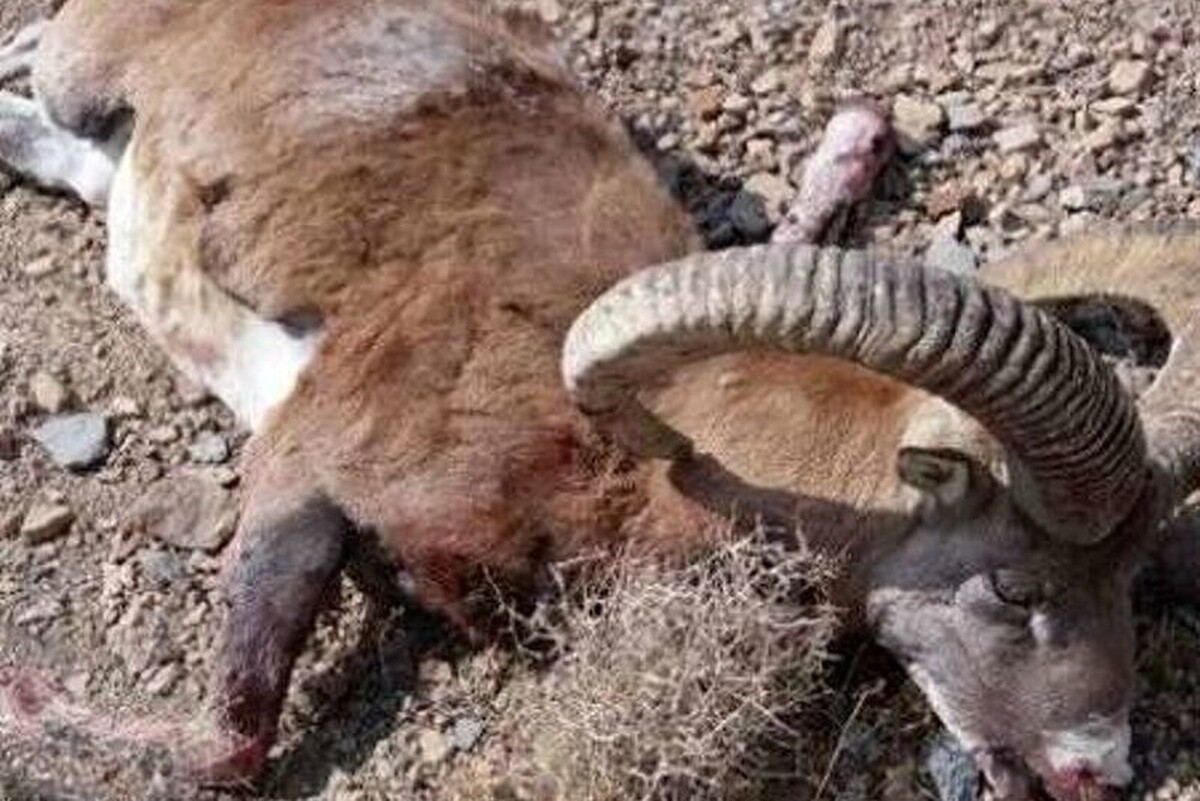 مسوول حفاظت محیط زیست تربت‌حیدریه گفت: اجزای لاشه سه گونه ارزشمند زیستی شکار شده شامل یک راس قوچ وحشی، یک راس میش وحشی و یک راس بز وحشی از مخفیگاه شکارچیان غیرمجاز کشف شد.