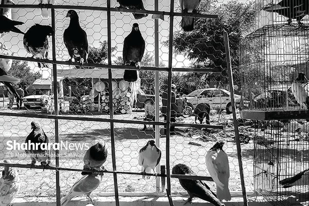 غیر از جمعه‌بازار انتهای بولوار طبرسی و بازار کتاب بولوار مدرس، آدم‌های جمعه، جای دیگری هم دارند برای جمع شدن.