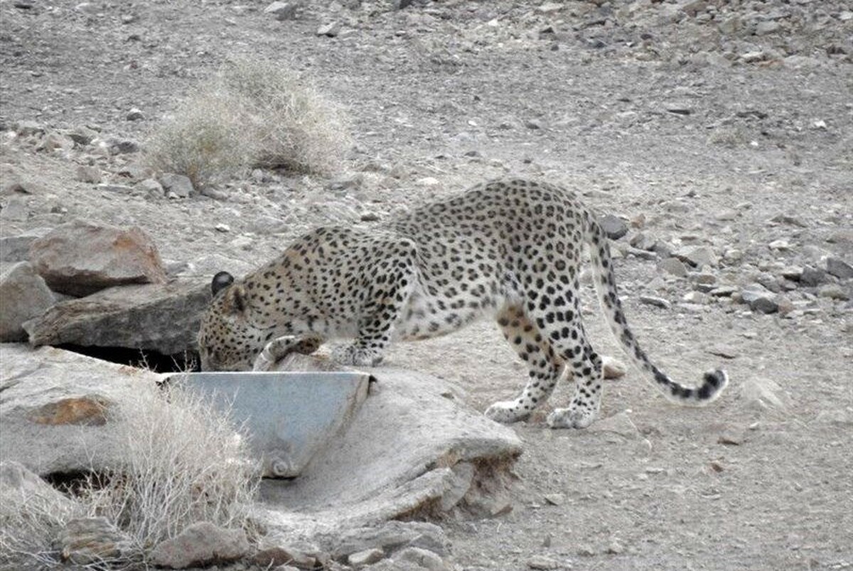 ویدئویی زیبا از پلنگ ایرانی در منطقه حفاظت شده الموت را مشاهده می‌کنید.