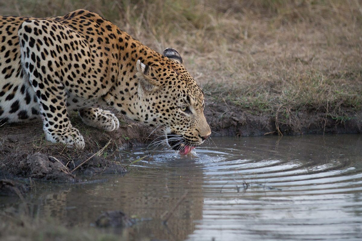 ویدئویی از بازی دو پلنگ ایرانی در منطقه حفاظت‌شده پارک ملی بمو  را مشاهده کنید که توسط دوربین‌های دید در شب این پارک به ثبت رسیده است.