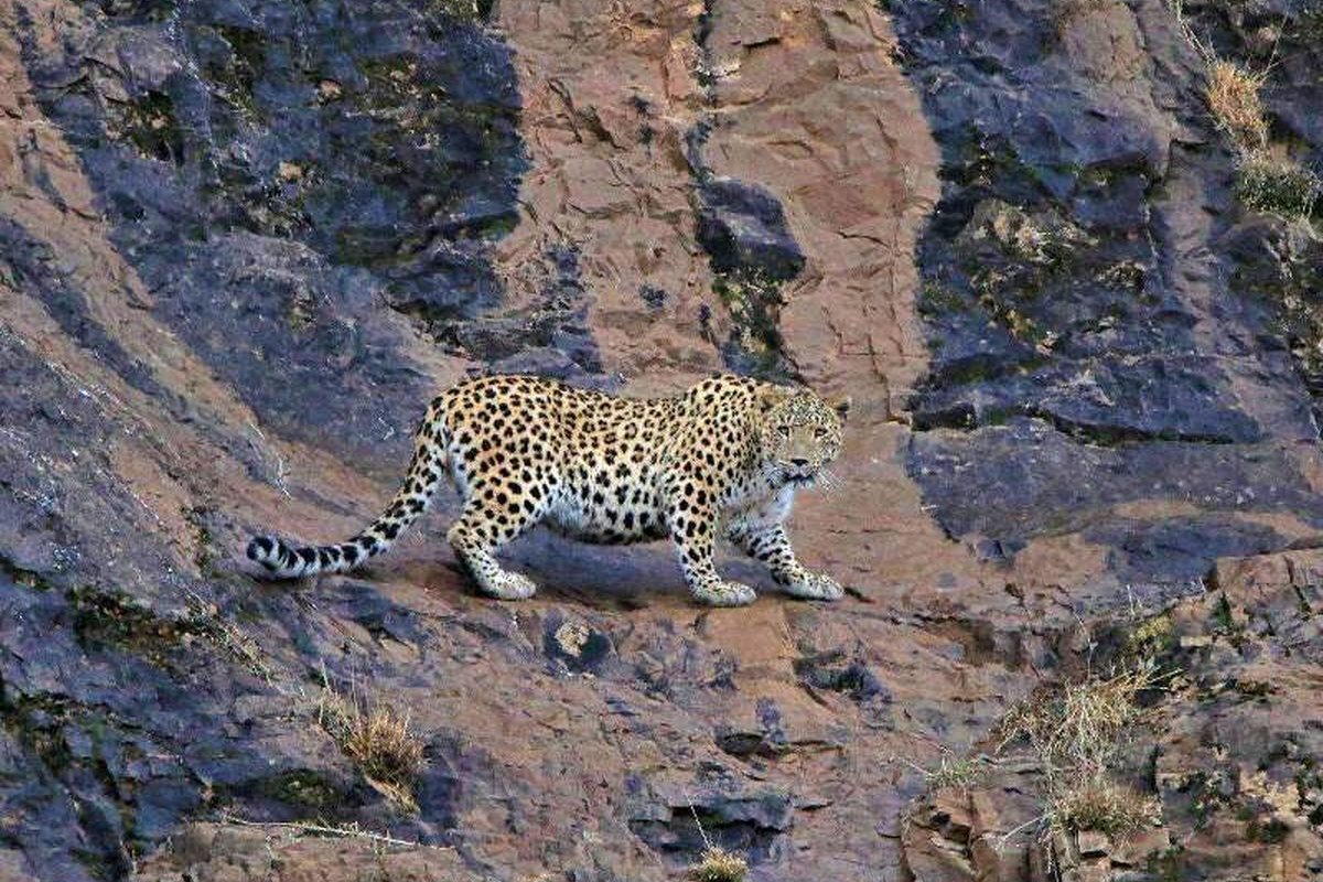 مدیرکل حفاظت محیط زیست گیلان از ثبت تصویر یک قلاده پلنگ ایرانی در جنگل‌های هیرکانی شهرستان املش واقع در شرق گیلان خبر داد.