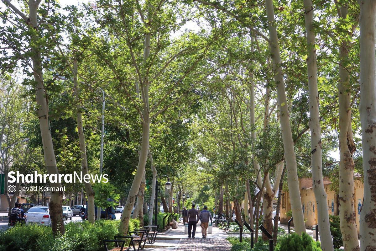 مدیرعامل سازمان پارک‌ها و فضای سبز شهرداری مشهد درختان خیابان کوهسنگی را بخشی از هویت تاریخی و زیبایی این شهر دانست و بر ضرورت اقدامات حفاظتی در نگهداری آنها تأکید کرد.