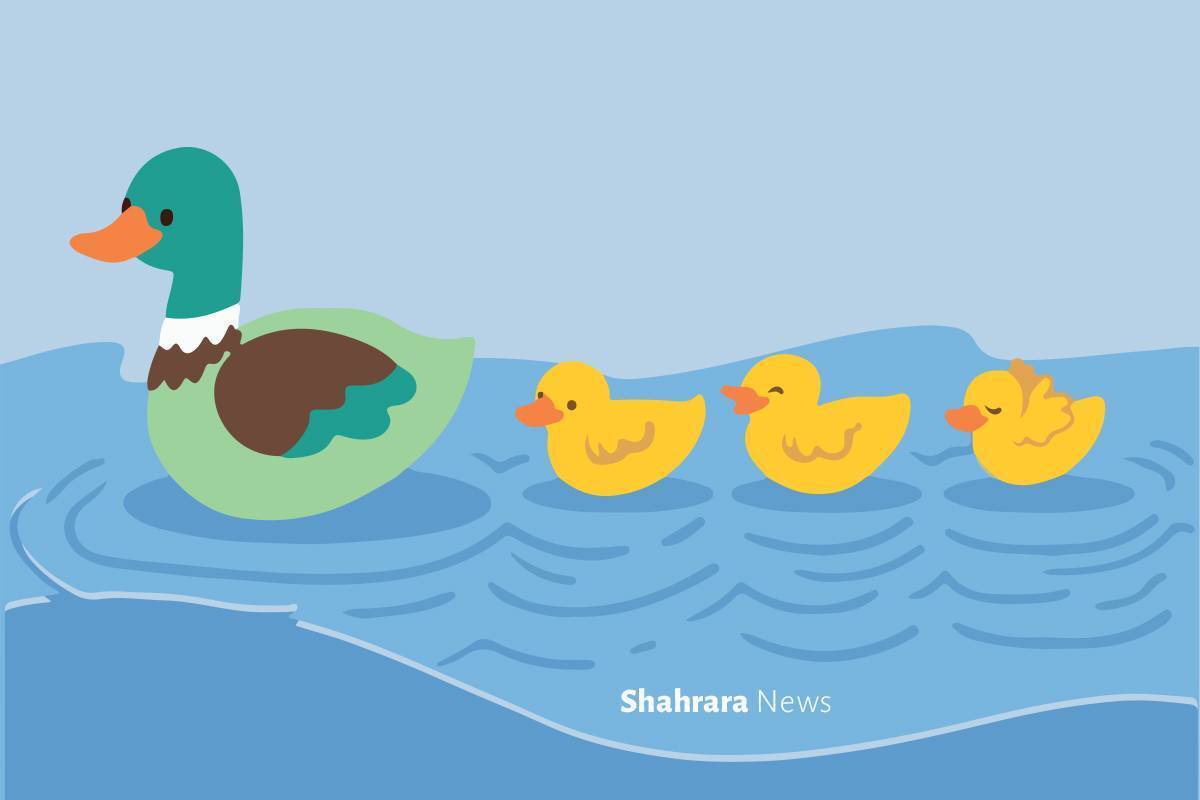 شاید شما هم دیده باشید که وقتی یک اردک روی آب شنا می‌کند، جوجه‌هایش پشت‌سر او در یک خط صاف حرکت می‌کنند؛ انگار که در صف مدرسه هستند!
