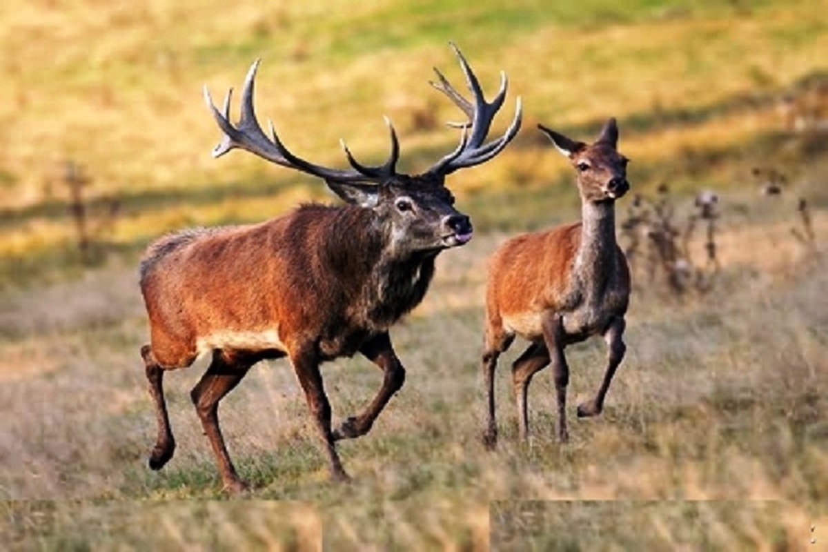 فرمانده یگان حفاظت سازمان حفاظت محیط زیست گفت: به منظور تأمین و افزایش ضریب امنیت مناطق و حفظ آرامش گونه مرال در ایام گاوبانگی، ورود و حضور افراد، گروه‌های طبیعت‌گردی و تورهای گردشگری به زیستگاه‌های مرال در عرصه‌های جنگلی و حفاظت شده این استان ها بدون مجوز سازمان با هر توجیهی ممنوع است.