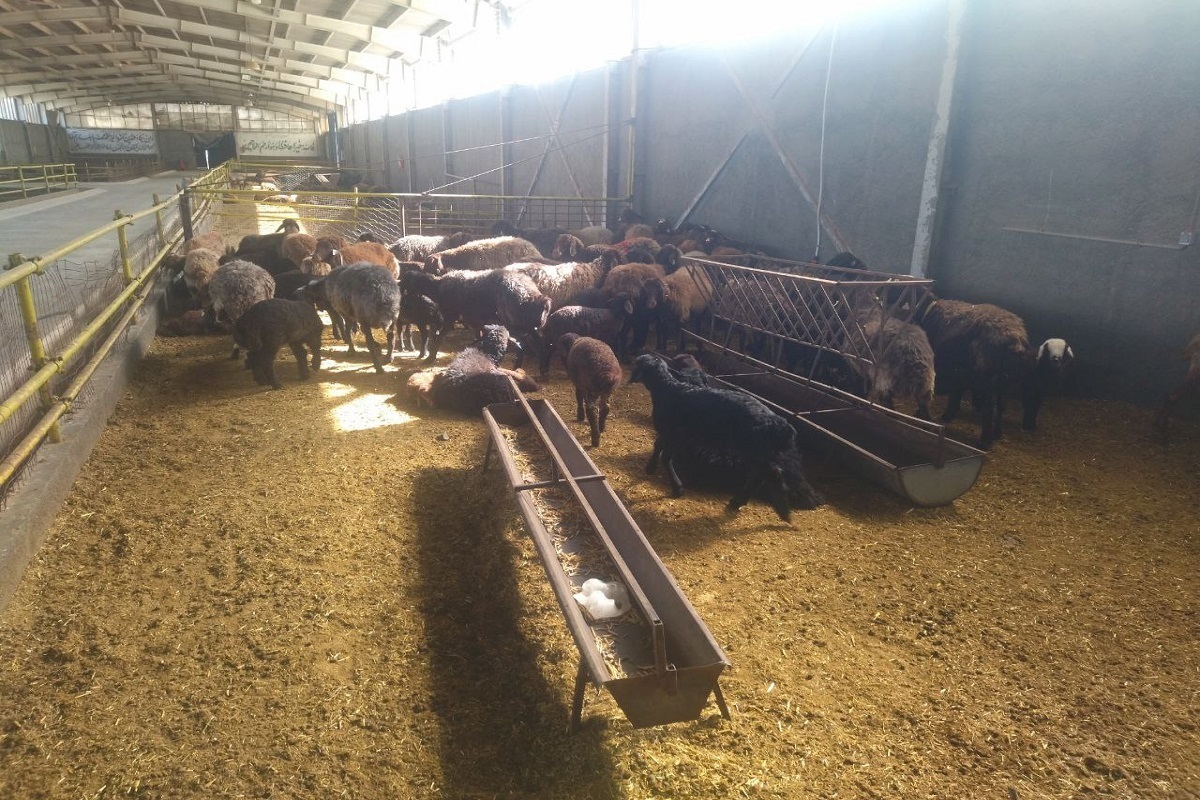 موقوفات گوهرشاد و عبدالله رضوی با اجرای طرح‌های نوآورانه از احیای قنات تاریخی و ایجاد استخر‌های ذخیره‌سازی آب تا پرورش دام سبک، تولید خوراک دامی، اصلاح نژاد دام کردی، توسعه باغات کم‌آب‌بر و پرورش ماهی، توانسته است «زنجیره کامل تولید» را محقق کند.