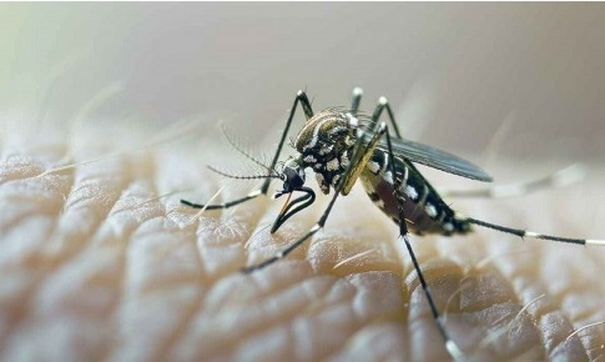 رئیس دانشگاه علوم پزشکی هرمزگان به شناسایی ۲۹ بیمار مبتلا به تب دنگی در هرمزگان افزود: به دلیل نهفتگی علائم در برخی افراد، تعداد واقعی مبتلایان دست‌کم سه برابر این رقم برآورد می‌شود.