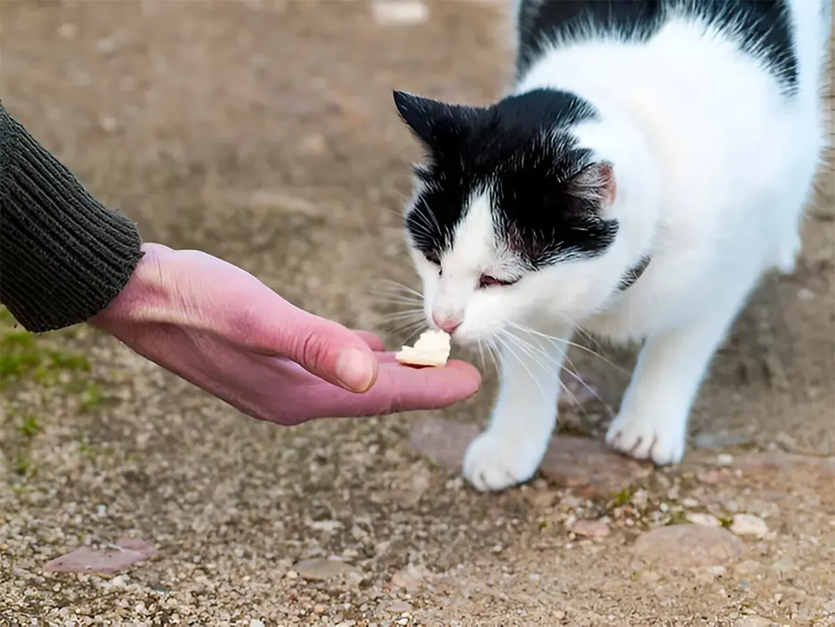 مرقبت و غذارسانی به گربه‌های خیابانی اگر بدون رعایت اصول بهداشتی انجام شود علاوه بر آسیب‌های جسمی، خطر بیماری‌های روانی را نیز افزایش می‌دهد.