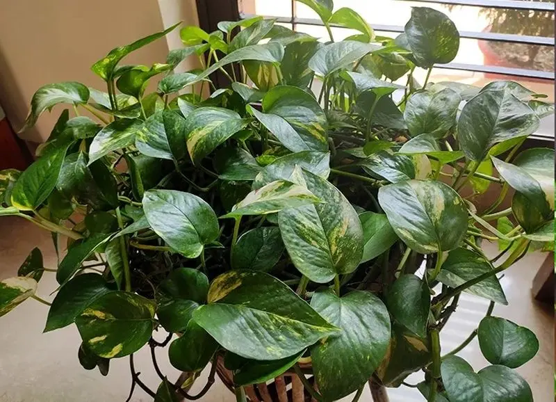 ۹ گیاه آپارتمانی سمی که برای کودکان خطرناک هستند! پتوس