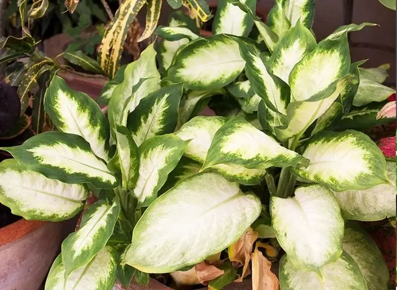 ۹ گیاه آپارتمانی سمی که برای کودکان خطرناک هستند! دیفنباخیا