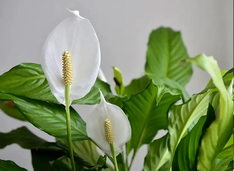 ۹ گیاه آپارتمانی سمی که برای کودکان خطرناک هستند! لیلی صلح