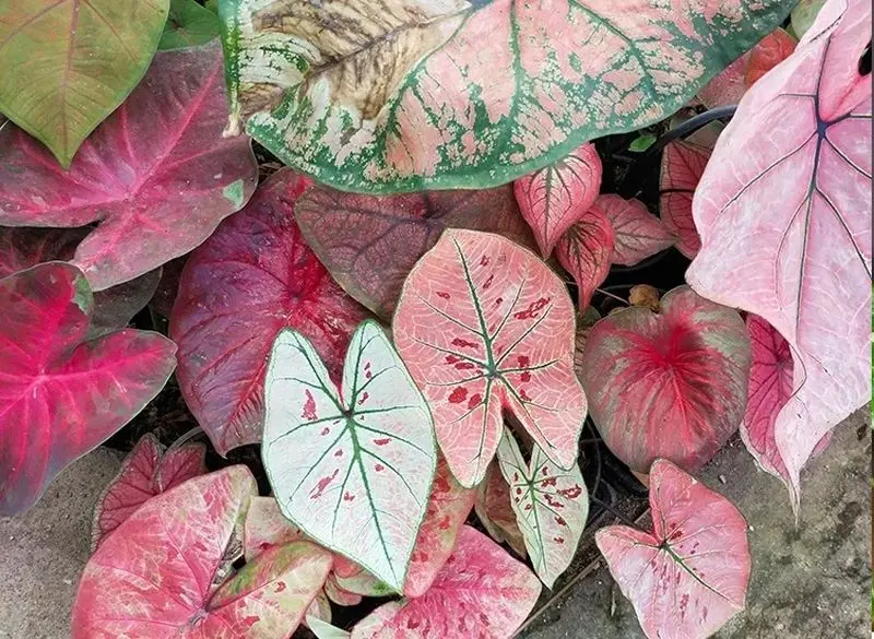 ۹ گیاه آپارتمانی سمی که برای کودکان خطرناک هستند! کالادیوم