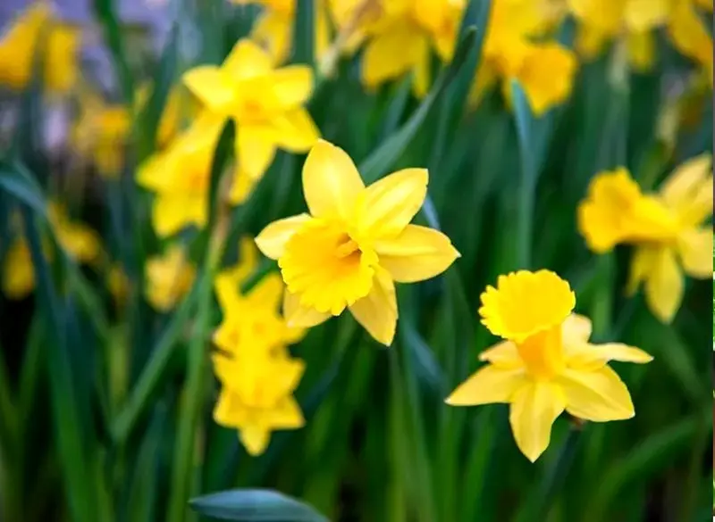 ۹ گیاه آپارتمانی سمی که برای کودکان خطرناک هستند! نرگس