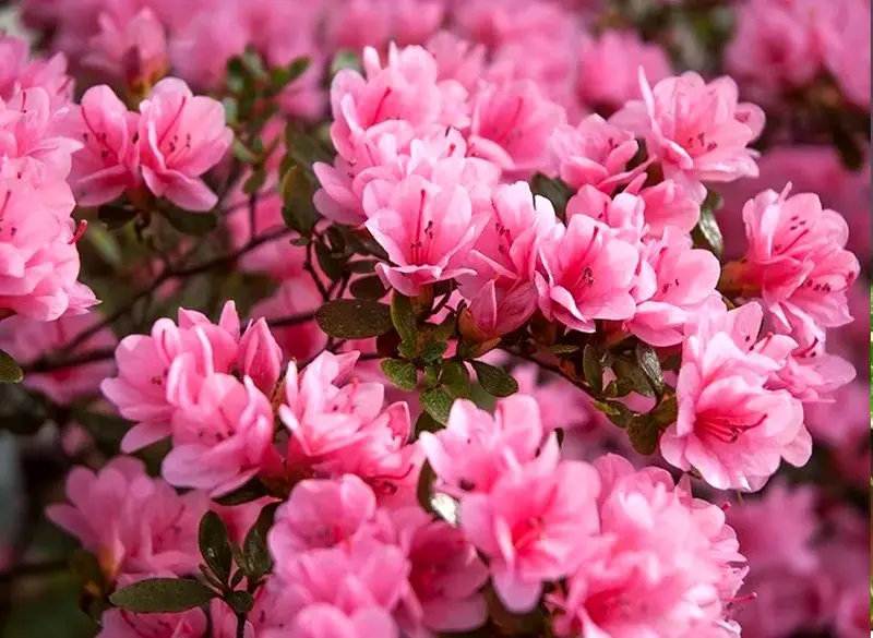 ۹ گیاه آپارتمانی سمی که برای کودکان خطرناک هستند! آزالیا