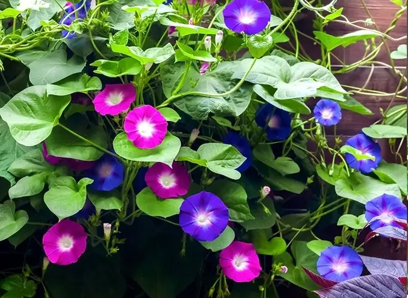 ۹ گیاه آپارتمانی سمی که برای کودکان خطرناک هستند! نیلوفر پیچ