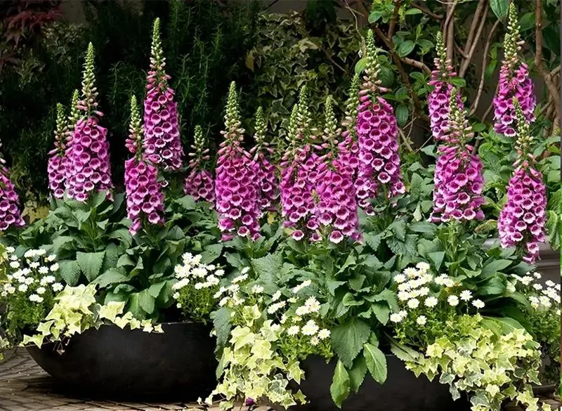 ۹ گیاه آپارتمانی سمی که برای کودکان خطرناک هستند! فاکسگلاو